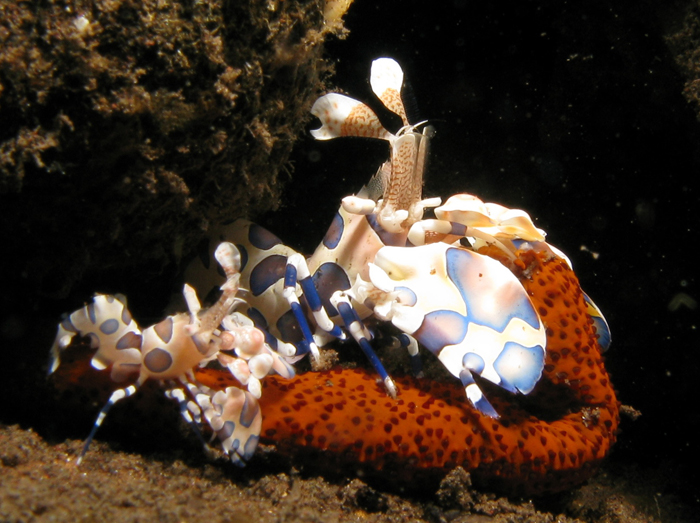 A pair of Harlequin Shrimps dismembers a Linckia Starfish. Photo by Prilfish, Creative Commons.