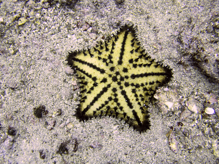 Chocolate Chip star fish. Photo by Steven Bedard, Creative Commons.