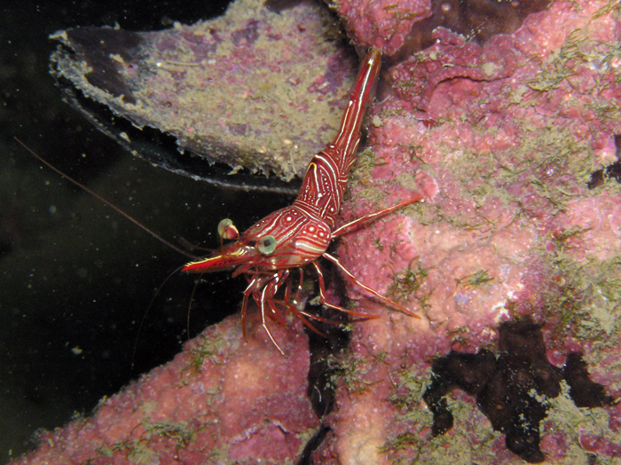 The Durban dancing shrimp (Rhynchocinetes durbanensis). Photo by Prilfish, Creative Commons