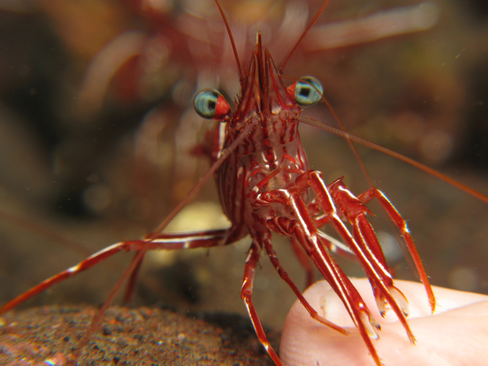 A dancing shrimp (Rhynchocinetes sp.) ‘cleaning’ a diver’s finger.