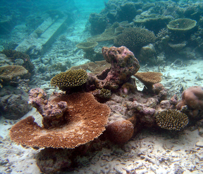 Early signs of corals under stress.
