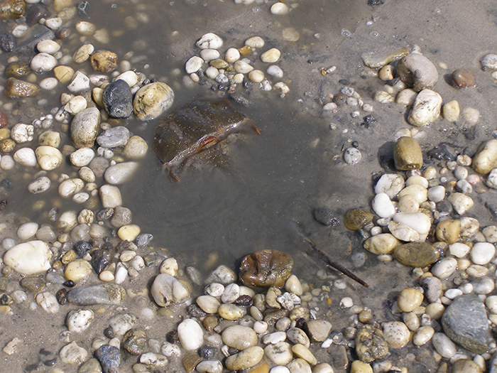 Horseshoe Crab Migration: Two Fables