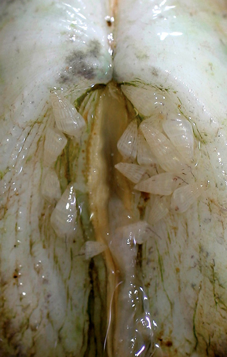 Infestation by tiny parasitic snails is a common problem that affects tridacnids.