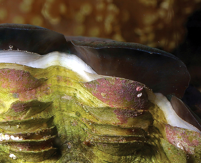 An easy way to assess the general well being of a tridacnid is to look for the addition of new shell growth at its edges. If a clam isn’t adding at least a small amount of new material each month, there's likely a problem.