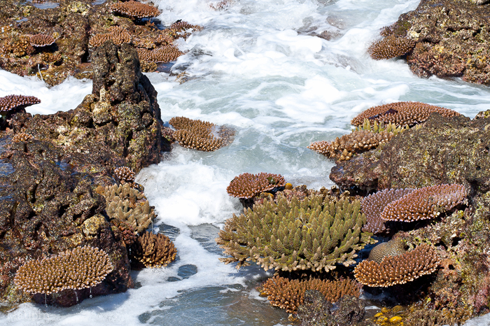 Scribes of the Tropical Seas