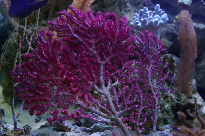 Non-photosynthetic corals like this Gorgonian remain one of the future challenges for aquarists.