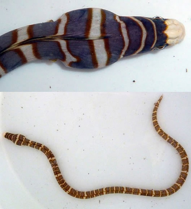 Peri's Snake Eel.