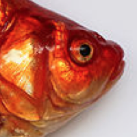 Released Aquarium Fishes Plague Colorado Lake