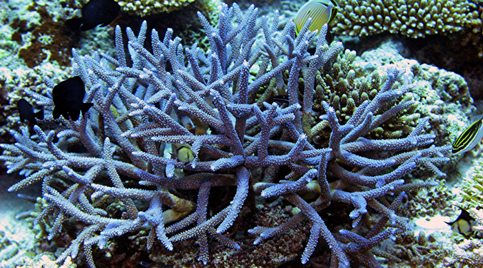 Sulu Sea white brain coral specimen