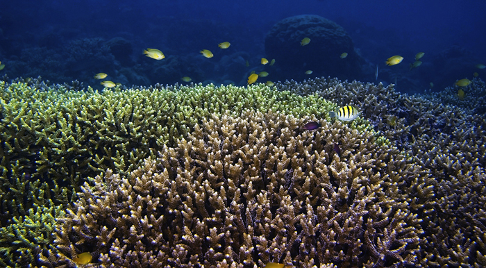 Sulu Sea white brain coral specimen