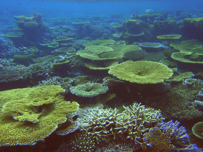 A pristine reef in the Maldives.
