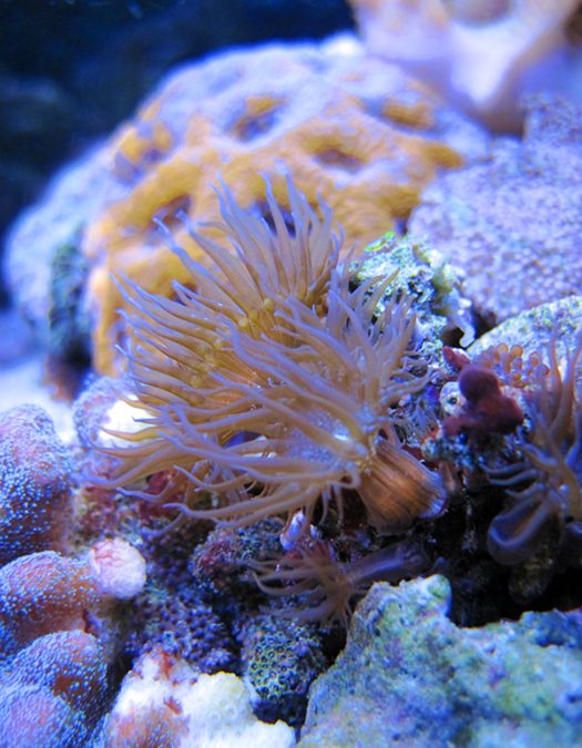Pest Free Reefkeeping