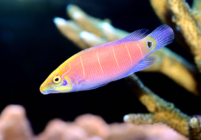 Fish Tales: The Binominal – Its Origin, Uses and Benefits to the Aquarist