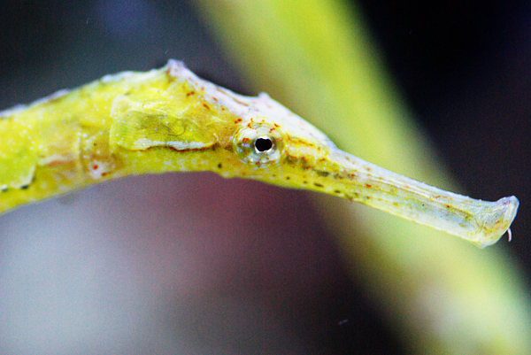 Seahorses and Pipefish are unusual and fascinating marine species. They also tend to be quite delicate and require daily attention to thrive in captivity. Photo by L. Mann.