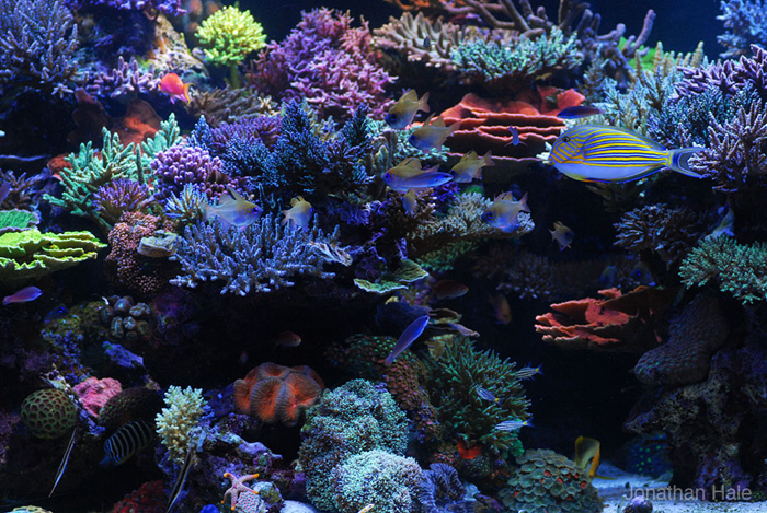 Featured Aquarium: Jason Edward