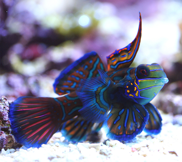 Powder Blue Tangs & Emperor Angelfish: Two Common Fish That New Reefkeepers  Should Avoid, Reef Builders