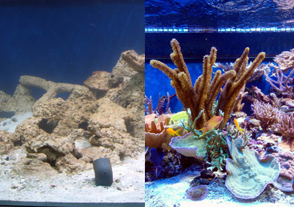 Faking It: The Artificial Reef