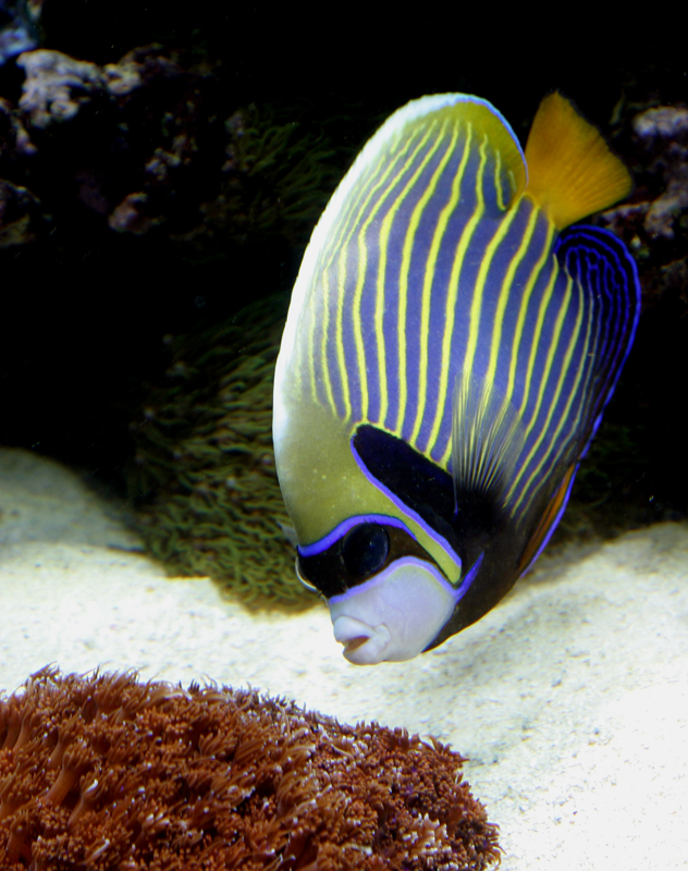 Powder Blue Tangs & Emperor Angelfish: Two Common Fish That New Reefkeepers  Should Avoid, Reef Builders