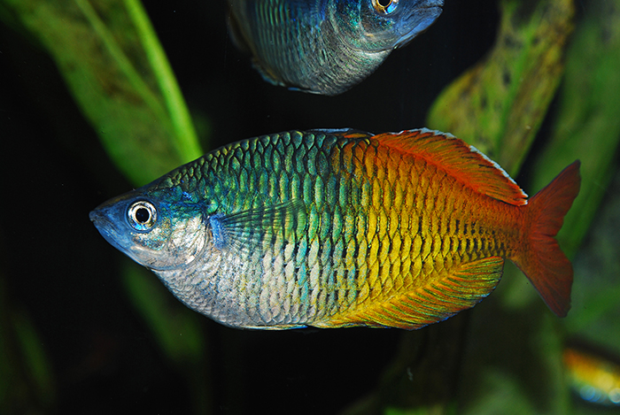 The Physiology of Coloration in Fishes