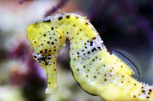 Raising Seahorses Part I: The Adult System and Conditioning