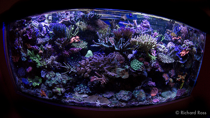 Rich's 150 gallon display, on a 300 gallon system, is running a phosphate level of 1.24 ppm, a level at 24.8 times higher than the often recommended .05 ppm. Photo by Richard Ross.