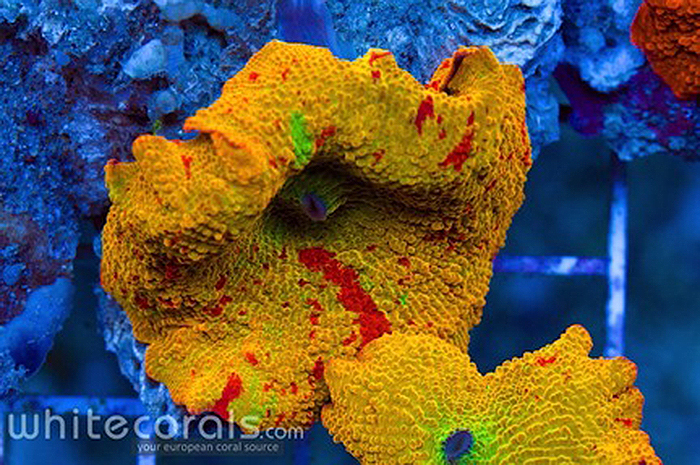 The infamous "Jawbreaker" Discosoma Mushroom, compliments of White Corals.