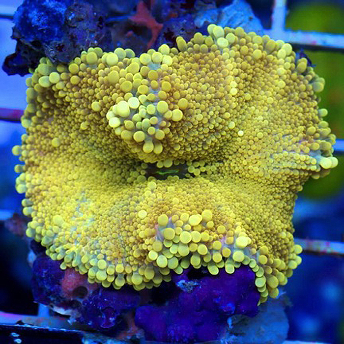 A perfectly yellow Ricordia yuma, compliments of Cherry Corals.