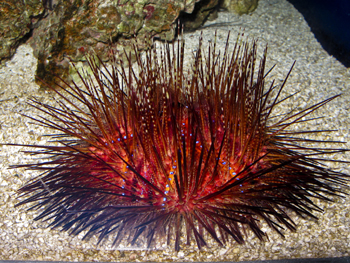 Fire Urchins - (c) J.C. Delbeek. Photo by J.C. Delbeek. Courtesy of the California Academy of Sciences.