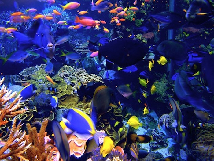 The Secret Lives of Aquarists at Atlantis Marine World