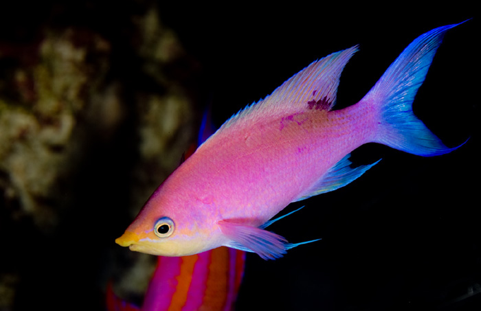 Boldly Colored Beauties: The Tuka Anthias