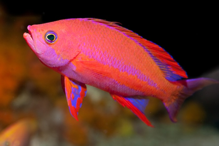 The Randall’s Anthias: Part II of Shoaling Fishes