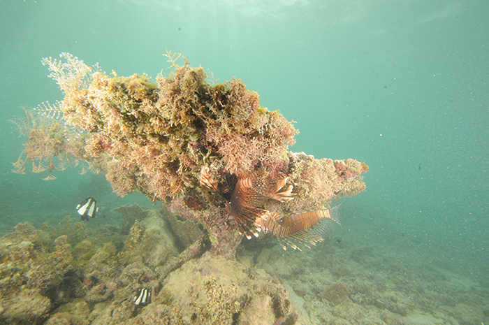 A dead coral formation provides shelter for damsels and lionfish. The coral has been entirely overgrown by macro algae and hydrozoans. The water is very turbid.