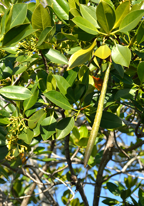 A propagule still on the tree, to the left are flower buds.