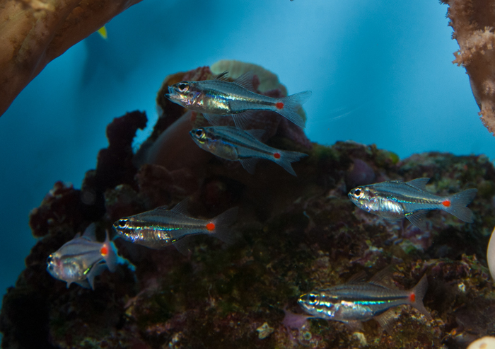 Keeping the Dwarf Cardinalfish (Apogon parvulus)