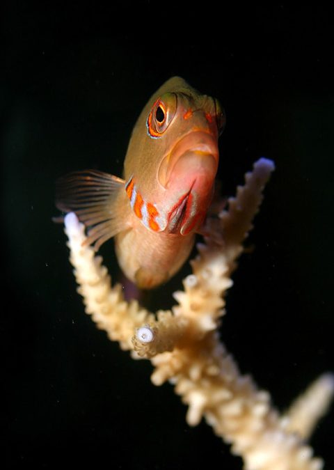 The Hawkfishes