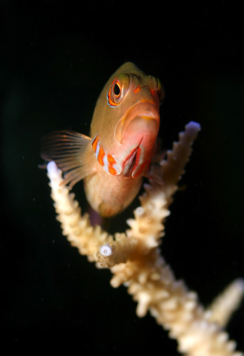 The Hawkfishes