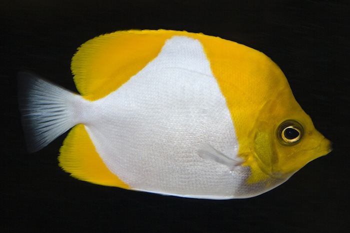 Reef Safe Butterflyfishes?