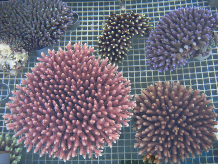 Freshly harvested wild acros. Corals of this size ship badly and remove a lot of coral from the wild which means its probably not a responsible collection practice. 