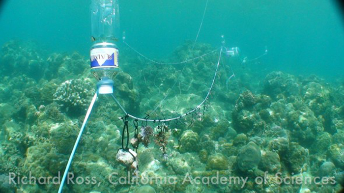 The 'Coral Clothesline', inspired by the Coral Restoration Foundation, in action about 50 meters offshore.