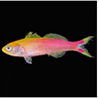 Well Hello,  Luzonichthys seaver! New Anthias species emerges from the depths of Pohnpei, Micronesia