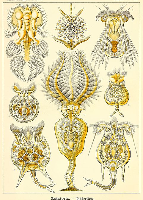 Everything You Ever Wanted to Know About Rotifers, Part I