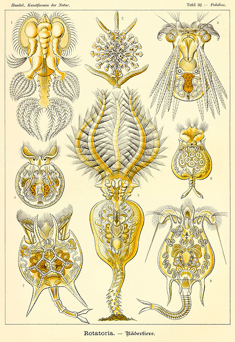 There is a considerable variety of body forms amongst the Rotatoria. (Illustration by Ernst Haeckel.)