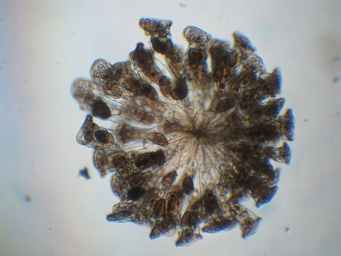 Most colonial rotifer species (such as Conochilius sp., shown here) belong to Class Monogononta. (Photo by Maurice J. Fox.)
