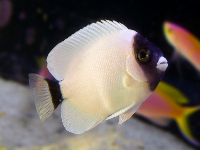 Genicanthus personatus: the Masked Angelfish