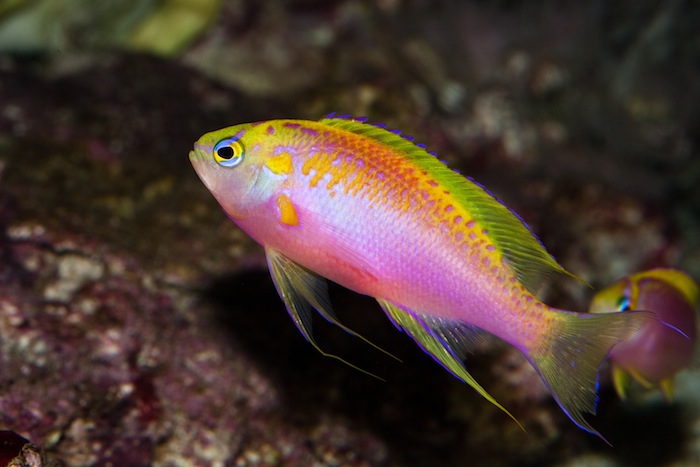 Delicate fish like the Ventralis Anthias (Pseudanthias ventralis) may be more likely to successfully adapt to a bustling community aquarium if they are first allowed to recover from shipping stress in a dedicated quarantine tank.  Photo: J.C. Delbeek