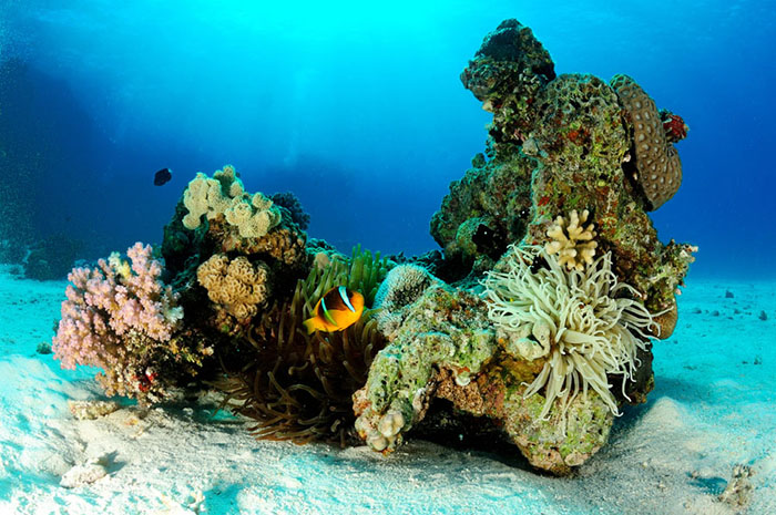 Reef Zones: Firsthand Experience and Inspiration from the Indo-Pacific
