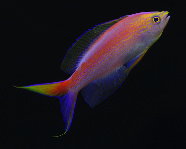 The Perfect Fish for Reef Aquaria? Two Deepwater Anthias from the Pacific