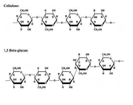Beta-glucan as an Immune Stimulant in Marine Aquaria