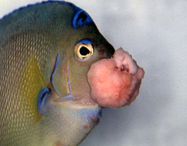 Angelfish infected with lymphocystis. Beta-glucan has been shown to increase fish’s immunity to lymphocystis. 