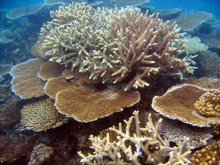 How much of this coral can be sustainably collected? How do you know? Who can you ask? 